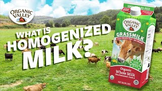 What is Homogenized milk  Ask Organic Valley [upl. by Selmner]