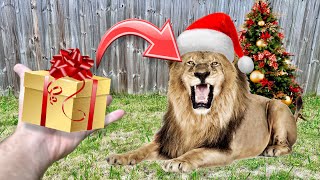 LION PRIDE DESTROYS CHRISTMAS PRESENTS  WHAT HAPPENS [upl. by Laumas]