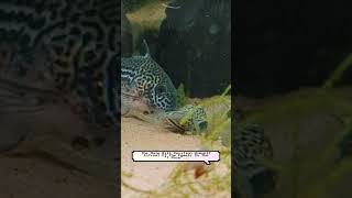 Corydoras Caught In The Act aquarium fish breeding [upl. by Schaaff]