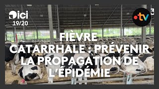 Prévenir la propagation de la fièvre catarrhale dans le Nord [upl. by Noteloc946]