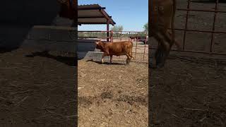 Venta beefmaster cow hastaqueeldineronossepare animals hazcrecereldineroentusmanos vaca [upl. by Hallee]