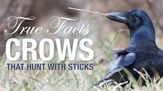 True Facts Crows That Hunt With Sticks [upl. by Yatnoed]