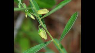 Polygalae Polygala Radix Thinleaved Milkwort Root Improved Brain Function Mood Support [upl. by Giusto]