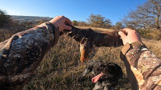 შედეგიანი ნადირობა ტყის ქათამზე 💥 Woodcock hunt with Drahthaar [upl. by Cower163]