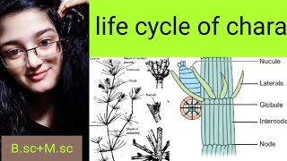 Life cycle of chara Bulbillsamylum stars Secondary protonema Stipulodes [upl. by Missak837]