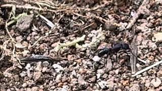 Green Head Ants Rhytidoponera metallica nest in footpath crack [upl. by Annoek]