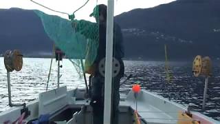 Pesca alla trota a traina LAGO MAGGIORE [upl. by Ghiselin]