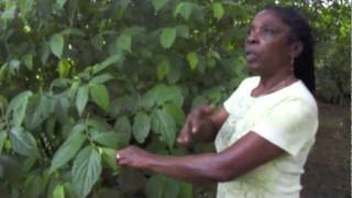 Healing Herbs from Jamaica with Dr Al Sears and Maroon Healer Ivey Harris [upl. by Kcirneh]