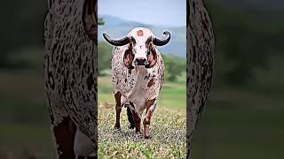 Jay Gaumata cow yshorts gaumata [upl. by Tonya483]