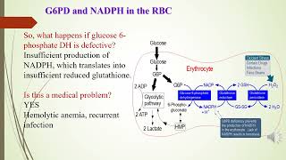 Hexose monophosphate shunt regulation [upl. by Gaelan]