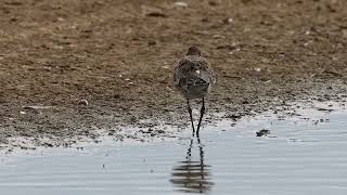 Black Tailed Godwit [upl. by Cath]