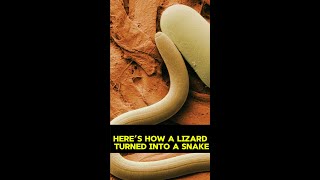 Here’s How a Lizard Turned Into a Snake [upl. by Brenden733]