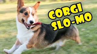 CORGIS RUNNING amp DERPING IN SLOW MOTION The Funniest Dog Breed [upl. by Rma415]