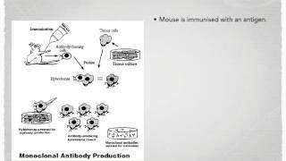 A level S7 Monoclonal antibodies Ms Cooper [upl. by Airtap]