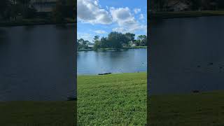 Second Alligator Seen in 3 Years by Cypress Trees amp Turquoise Bench at Long Lake Park Oviedo [upl. by Acisey293]