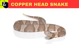 Copperhead Agkistrodon contortrix [upl. by Airdnaz]