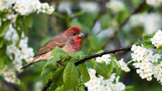 Colorful Common Rosefinch eating fresh Bird Cherry leaves and singing [upl. by Kameko]