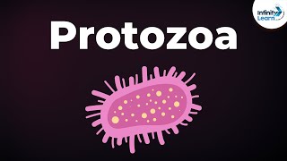 Introduction to Protozoa  Microorganisms  Biology  Dont Memorise [upl. by Esereht]