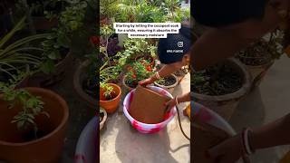 How to use Cocopeat for gardening ashortaday trendingshorts [upl. by Vachill475]