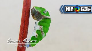 Male Papilio polytes Common Mormon  Caterpillar to Butterfly Transformation  Timelapse [upl. by Harness]