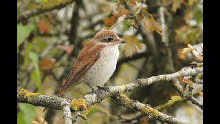 Redbacked Shrike Houghton Regis Bedfordshire 21924 [upl. by Cesare]