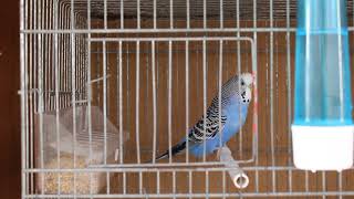 Richiamo cocorite  Parakeets calling sounds [upl. by Bibbie]