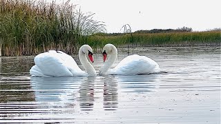 Swan Dance on Water HeartShaped Wings in Perfect Harmony [upl. by Alyakam566]