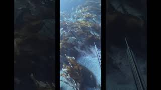 Easiest fish to spear in Norway🇳🇴 spearfishing [upl. by Aissert579]