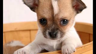 Top 10 Favourite small dog breeds [upl. by Roarke374]