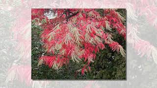 chionanthus virginicus Fringe Tree oxydendrum arboreum sourwood [upl. by Faline885]