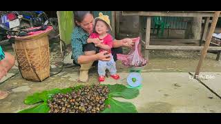 Harvesting snails going to the market how to process snails [upl. by Vidovik139]