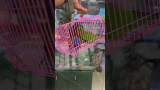 Swainson lorikeet breeding pairsparrots birds talkingpets petzone mangalore [upl. by Dutch588]