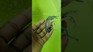 Blue crayfish colony breeding risult crayfishfarm livefish guppyfishfarming [upl. by Akimed]