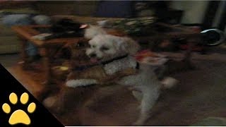 Dancing Dogs Compilation [upl. by Huberty]