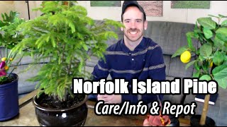 Repotting My Norfolk Island Pine PLUS CareInfo Araucaria heterophylla [upl. by Leipzig]