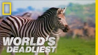 Zebra vs Zebra  Worlds Deadliest [upl. by Nahsor]