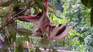 Bat Rehab  Rare Leucistic baby orphaned rescued Megabat Greyheaded male Flyingfox Fruit bat [upl. by Nairrad520]