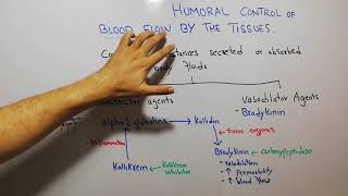 CVS physiology 111 Bradykinin kallikrein kinin and kallidin system vasodilator agents [upl. by Leima]