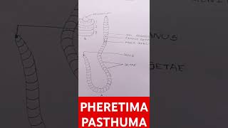 Pheretima pasthuma drawing By SM education [upl. by Reifinnej]