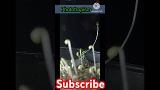 practical of phototropism science phototropism practical [upl. by Wareing]