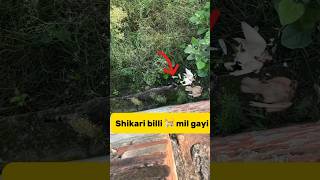 Shikari billi 🐈mil gayi👊 petlover minivlog pigeonvlogger kabutar catattack attack minivlog [upl. by Hilleary]