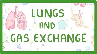 GCSE Biology  Gas Exchange and Lungs 26 [upl. by Atirat]