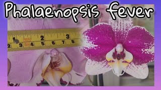 GARDENCENTER ORCHID HAUL GORGEOUS NEW PHALAENOPSIS [upl. by Hteb]