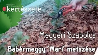 Prunus laurocerasus Mari  Babérmeggy Mari metszése  Megyeri Szabolcs Kertészete [upl. by Neela]