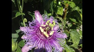 Passion Flower Identification Tincture amp Tea Preparation [upl. by Aynna188]