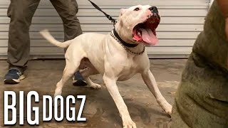 Dogo Argentinos  The Fearless 100lb Guard Dogs  BIG DOGZ [upl. by Noevart532]