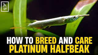 Expert Tips for Breeding Platinum Halfbeaks  Serendib Aquatics  Halfbeak Breeding amp Caring Guide [upl. by Hsak]