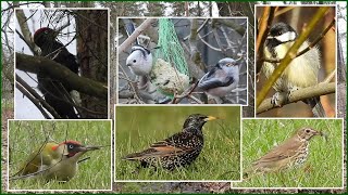 Heimische Vögel im Vorfrühling beobachtet [upl. by Adla]