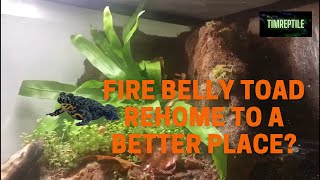 Fire belly toads rehome and setup [upl. by Leksehc]