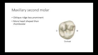 Dental Anatomy Permanent Molars [upl. by Boggs807]